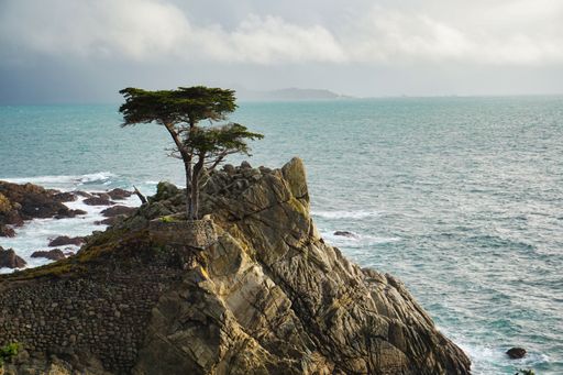 A cypress tree in Pebble Beach, CA, Ocean, Monterey