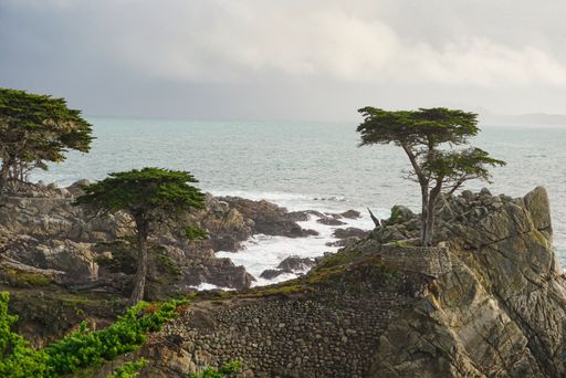 A cypress tree in Pebble Beach, CA, Ocean, Monterey
