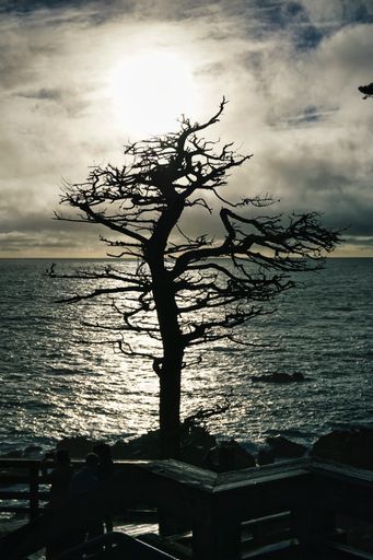A cypress tree in Pebble Beach, CA, Ocean, Monterey