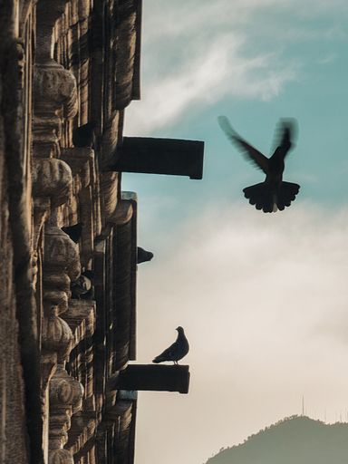 A vertical shot of pidgeons on the roof of a building in Antigua Guatemala