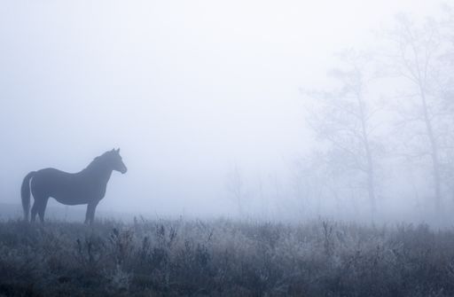 A beautiful shot of a horse in the foggy weather.