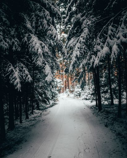 An empty footpath surrounded by trees on a cold winter day in Bavaria