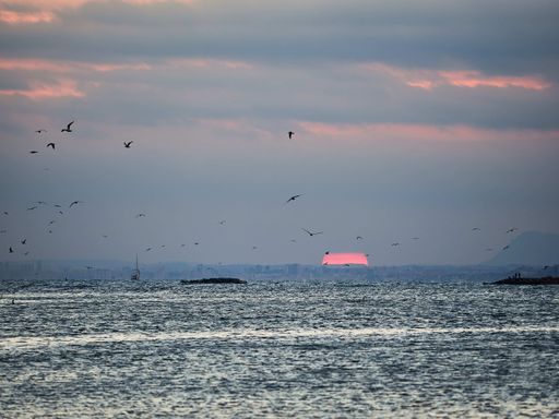 A flock of birds flying above the sea under a cloudy sky during the sunset in the evening