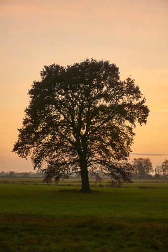 A vertical shot of a beautiful tree in a meadow during sunset