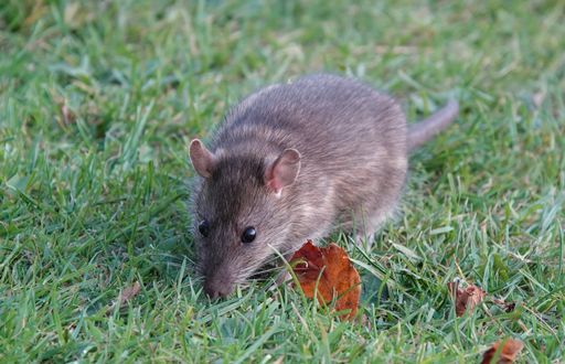 A brown rat eating food from its paws in the grass