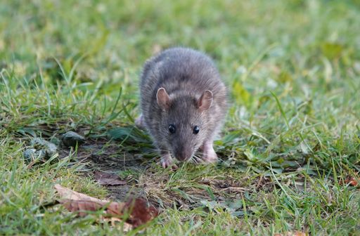 A brown rat eating food from its paws in the grass