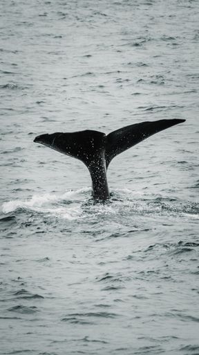 A vertical shot of a whale tail on blue ocean water