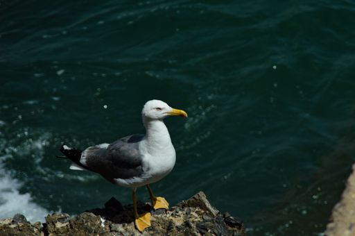 A closeup of a seagull standing on a rock near the water