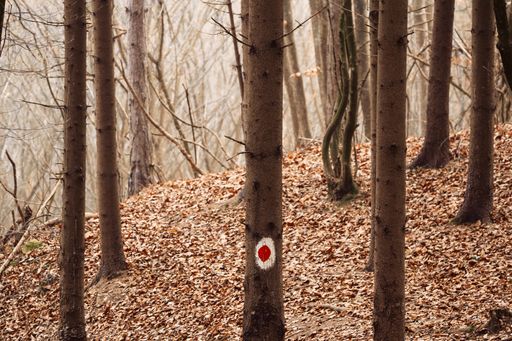 A target painted on the tree bark in a forest