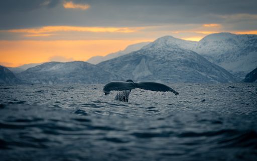 A tail of a whale diving into the water