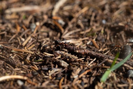 A closeup of an ant on a ground