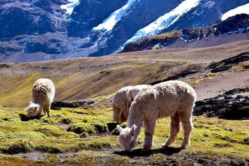 Alpacas grazing in a valley near the Vilcanota mountain range in the Cusco region, Peru