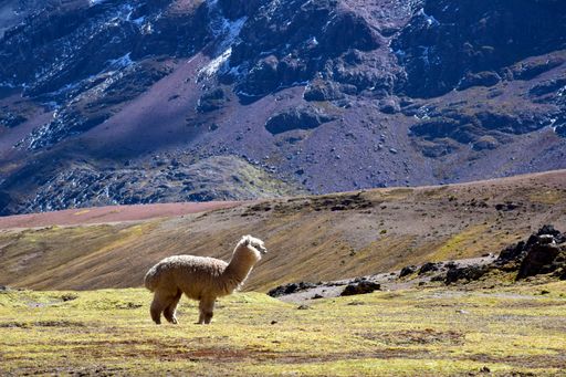 Alpacas grazing in a valley near the Vilcanota mountain range in the Cusco region, Peru