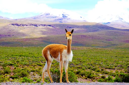Portrait of a wild vicuna in the Arequipa region in the south of Peru