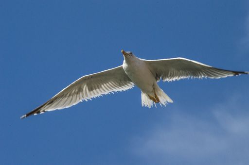 A closeup shot of a European herring gull flying in the clear blue sky