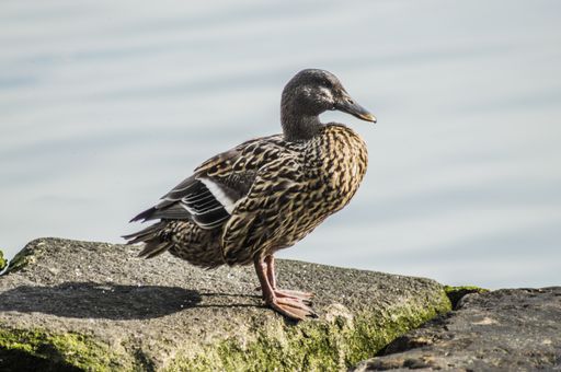 A closeup shot of a beautiful female mallard standing on a stone near the water