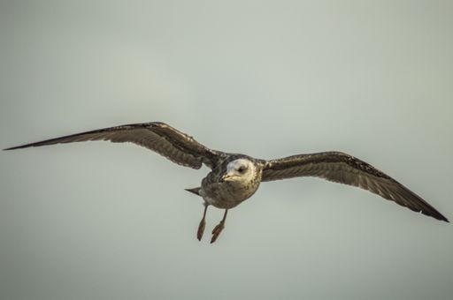 A closeup shot of a hawk flying on a foggy sky background