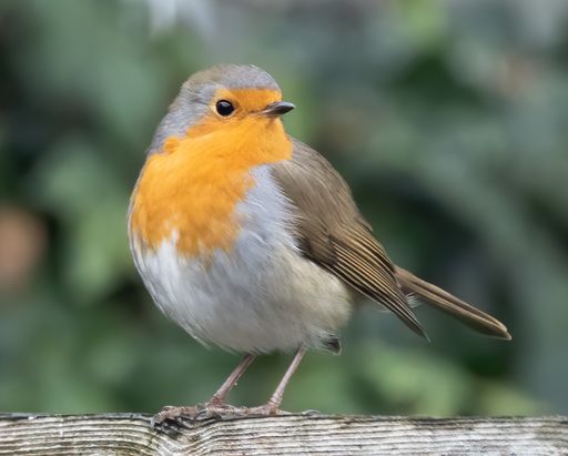 A closeup shot of a European robin with blurred background
