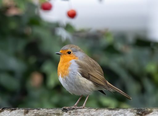 A closeup shot of a European robin with blurred background