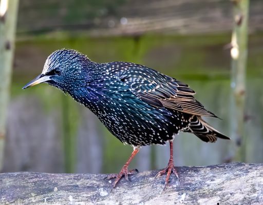 A selective focus shot of common starling (sturnus vulgaris) perched on a wooden log