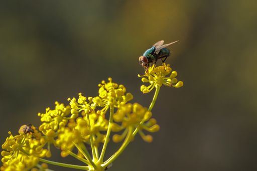 A green bottle fly, dusted with pollen, proboscis extended drinking nectar from fennel flowers and pollinating them in a fallow field. Malta