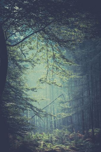 A beautiful view of a forest in fog during the sunrise