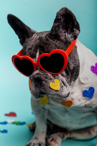 A Portrait of French Bulldog with heart shaped glasses celebrating Valentine's day isolated on a blue background
