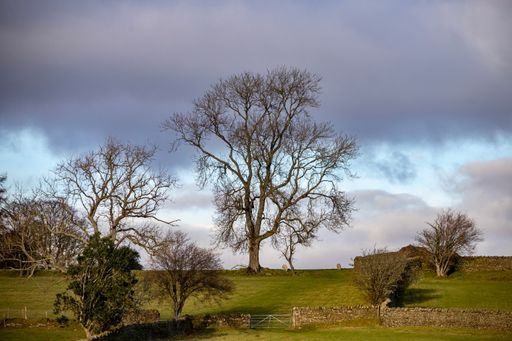 A view of a farm with green grass and leafless trees against a cloudy sky on a sunny day