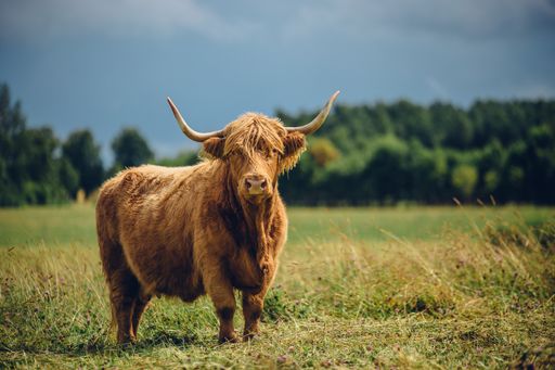 A beautiful beige bull standing in the green field