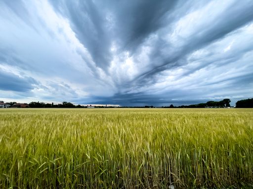 A beautiful shot of a grain field under a cloudy sky