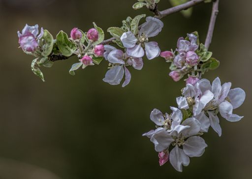 A selective focus shot of beautiful white blossoms on the branch of a tree