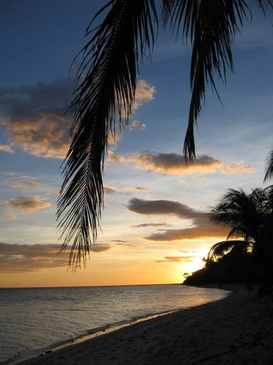 A vertical silhouette shot of tropical trees on a sandy seashore during sunset