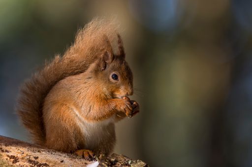 A closeup shot of a squirrel eating nut in the forest
