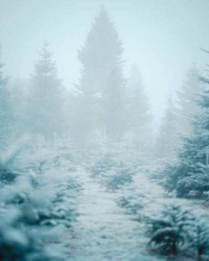 A vertical shot of big and small Christmas trees in a foggy weather