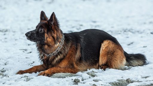 A beautiful German Shepherd with a silver collar sitting on the snow in winter
