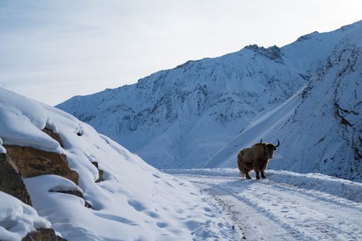 A horizontal shot of wild yak in Spiti Valley in winter