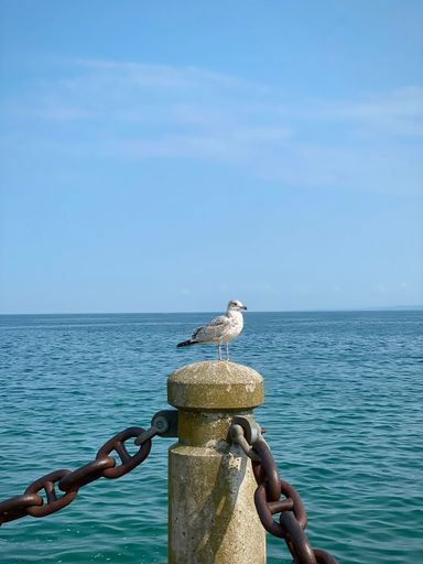 A beautiful view of a Gulls bird on a fence pole with a view of sea water and a blue sky