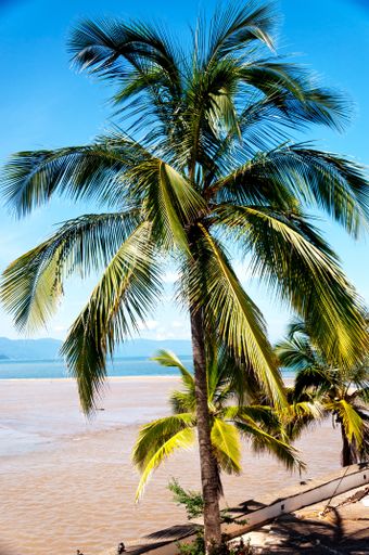 A vertical beautiful shot of growing palms on the seashore under a blue sky