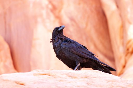 A selective of a common raven on red rock in Arches National Park in Utah