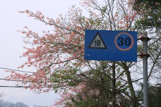 A 30 mph speed limit sign with a red line and Chinese hieroglyph against sakura trees