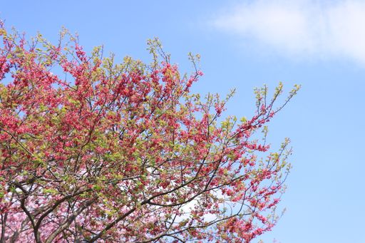 The branches of flowering cherry trees under the blue sky