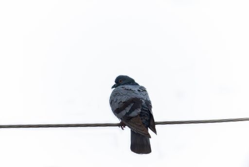 A common pigeon perched on a wire against the white sky in freedom