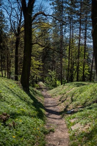 A vertical shot of a narrow path in the forest
