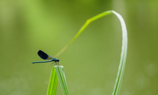 A closeup shot of a dragonfly perched on a grass blade on a blurred background