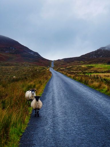 The two sheep standing on a long narrow road in Ireland