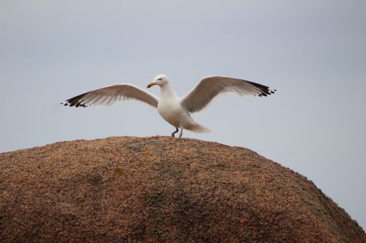 A close shot of a seagull with open wings standing on top of a rock