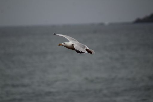 A closeup shot of a seagull flying low over the sea level