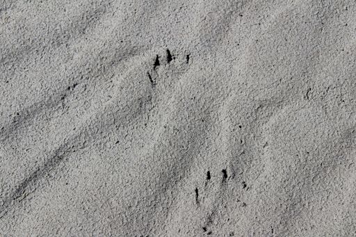 A high angle shot of dog footprints in a sandy surface at daytime