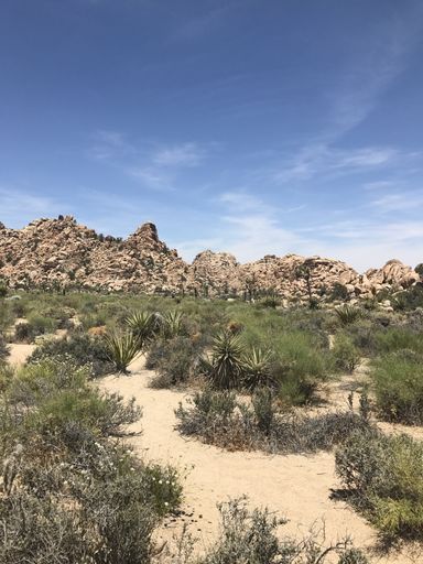 A vertical shot of a Joshua Tree National Park