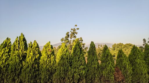 A mesmerizing view of big trees in a sunny day